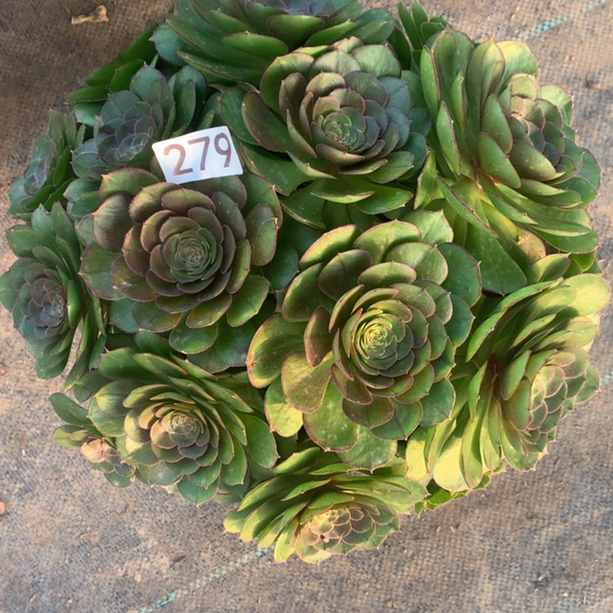 【闪购商品】279红心沙