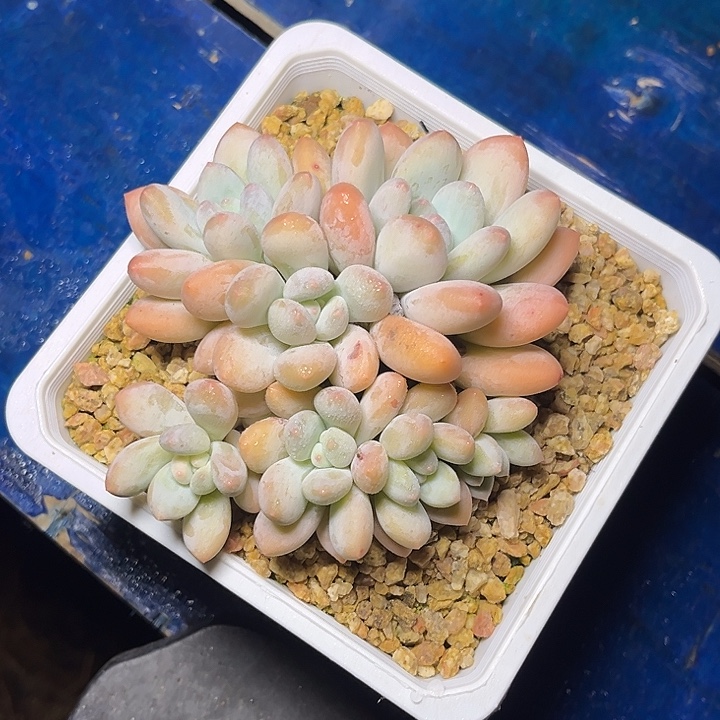 如***意多肉植物香水平头