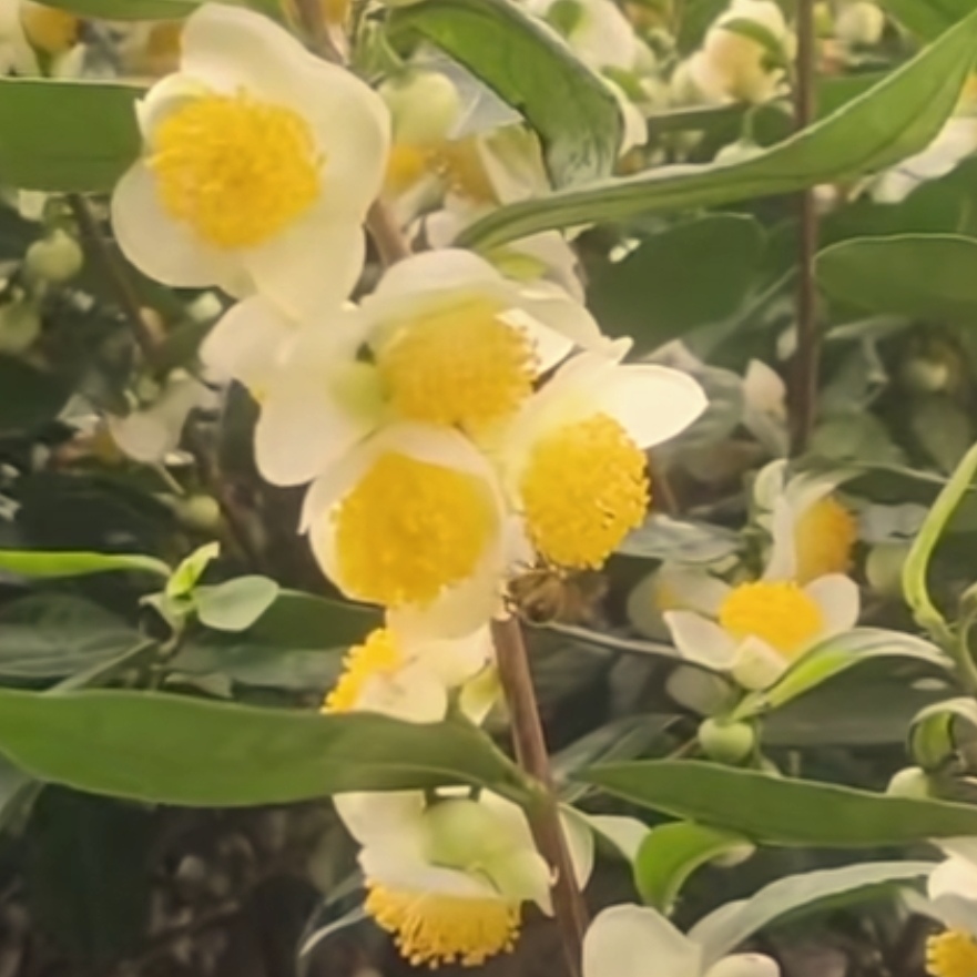 2025年新鲜自然晒干