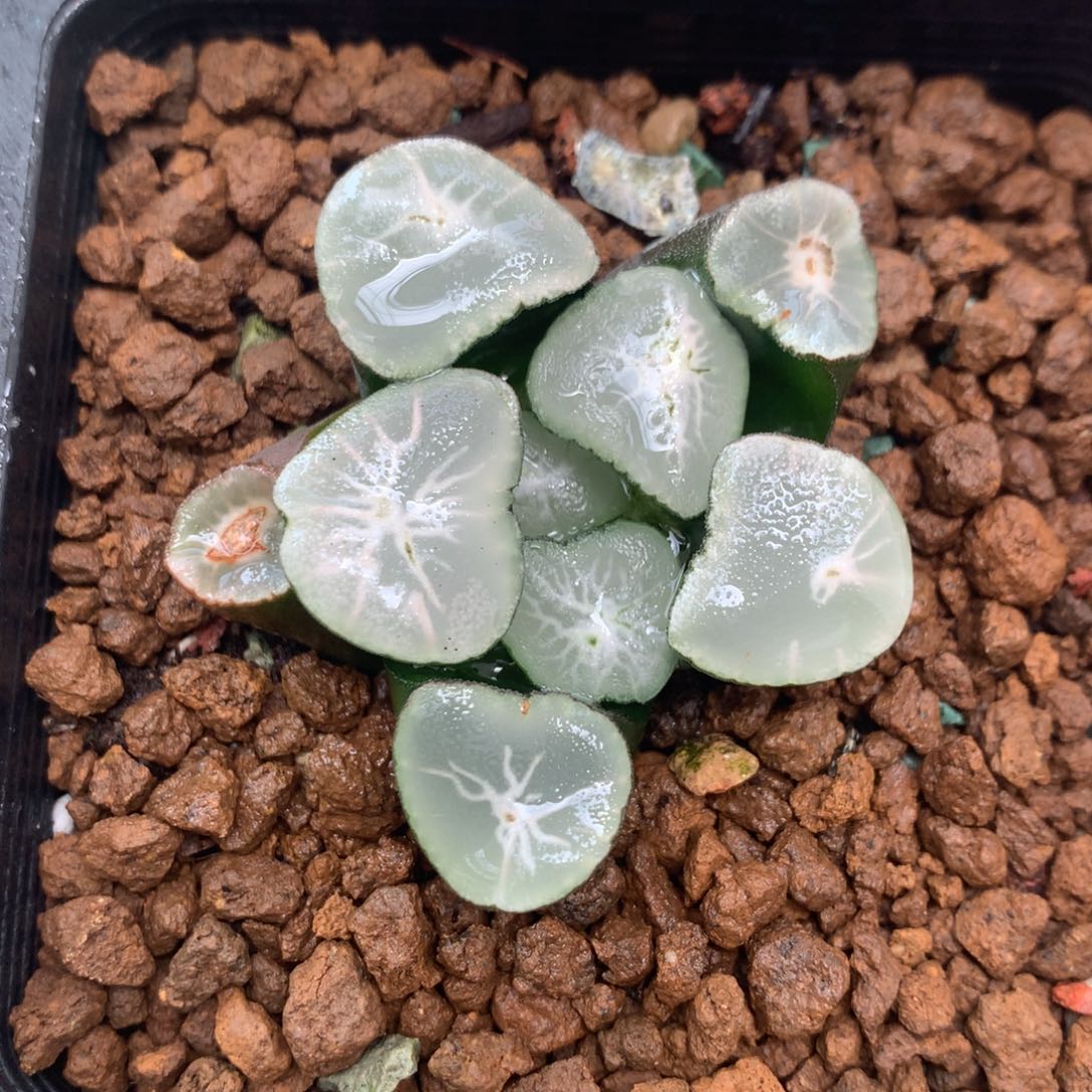 望乡万象一物一拍