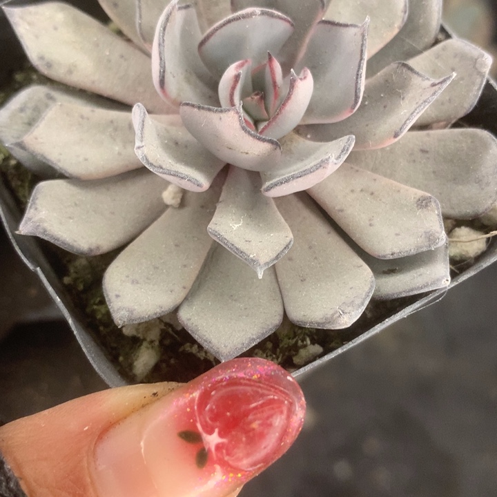 诺娃。（满9.99包邮不满9.99发叶子）