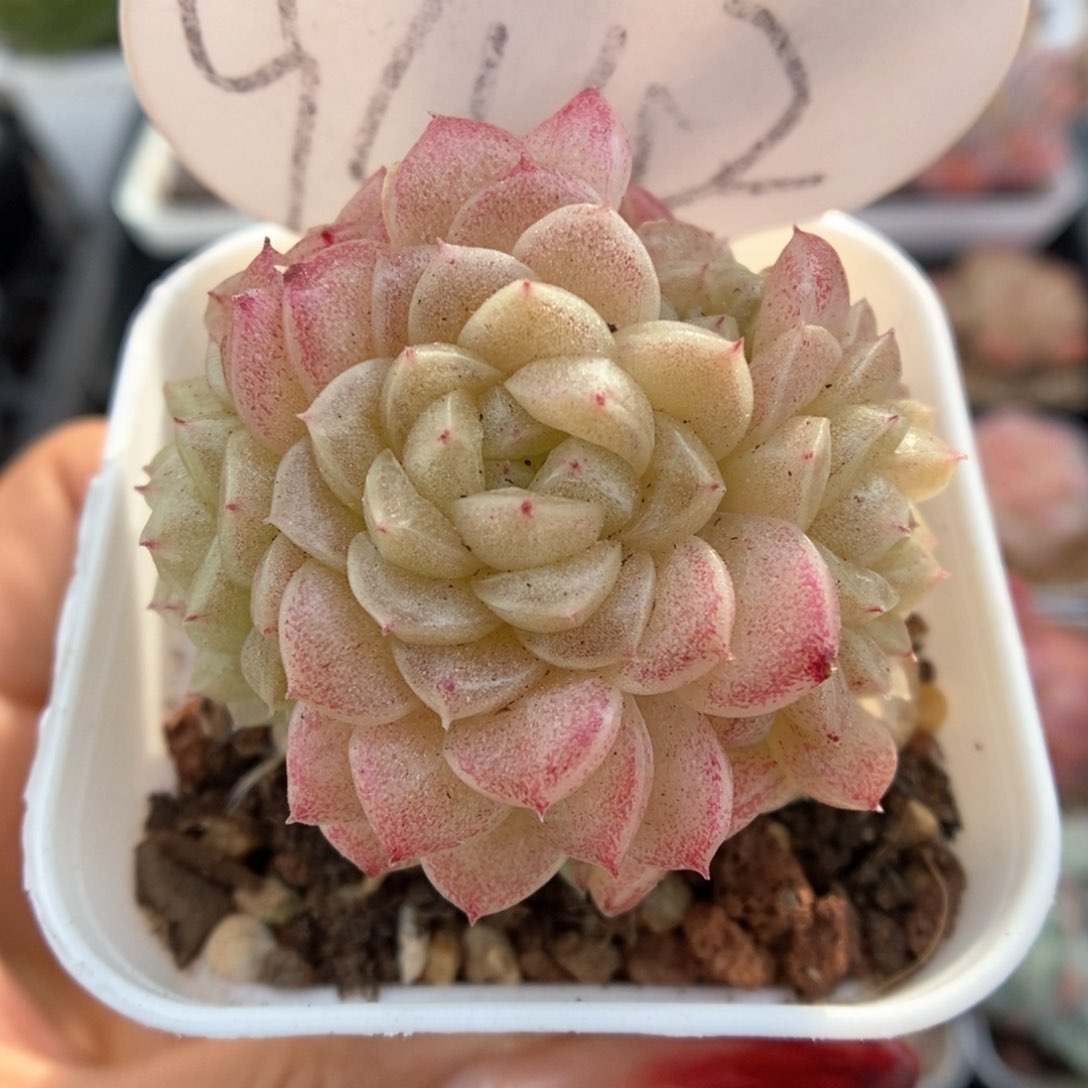 油透麦秆群生9442号。