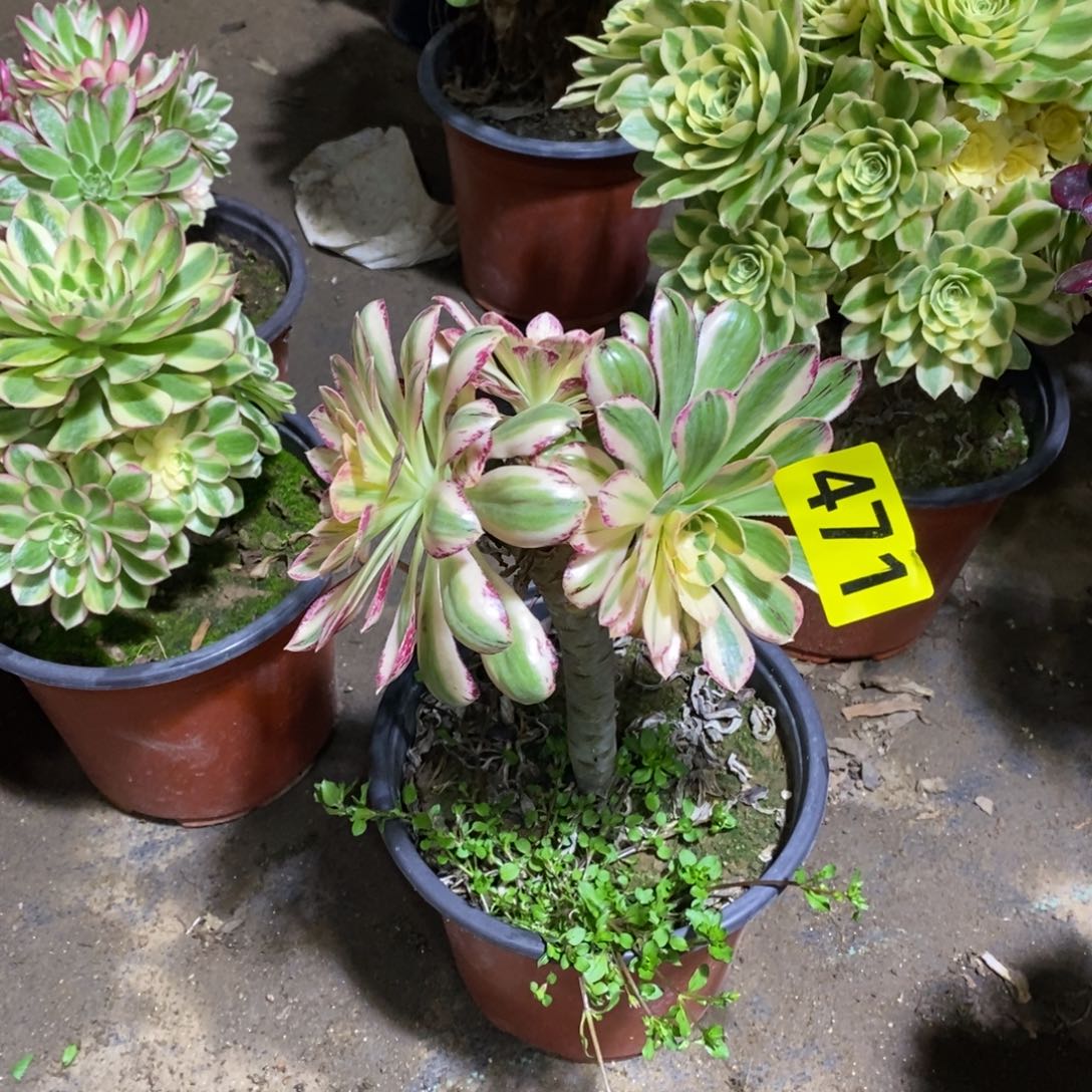 微锦锦多肉法师471