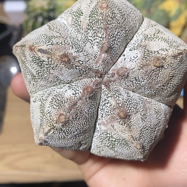 徳***天三角苗接福利恩冢