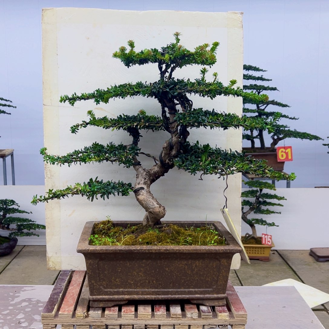 无花朵罗汉松造型盆景树