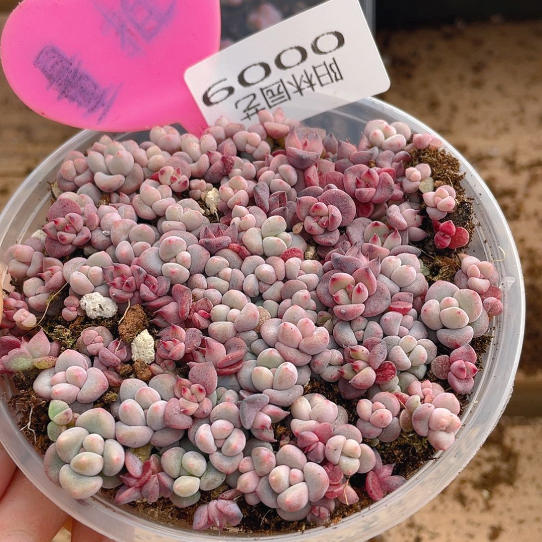 量拍多肉植物多肉植物9