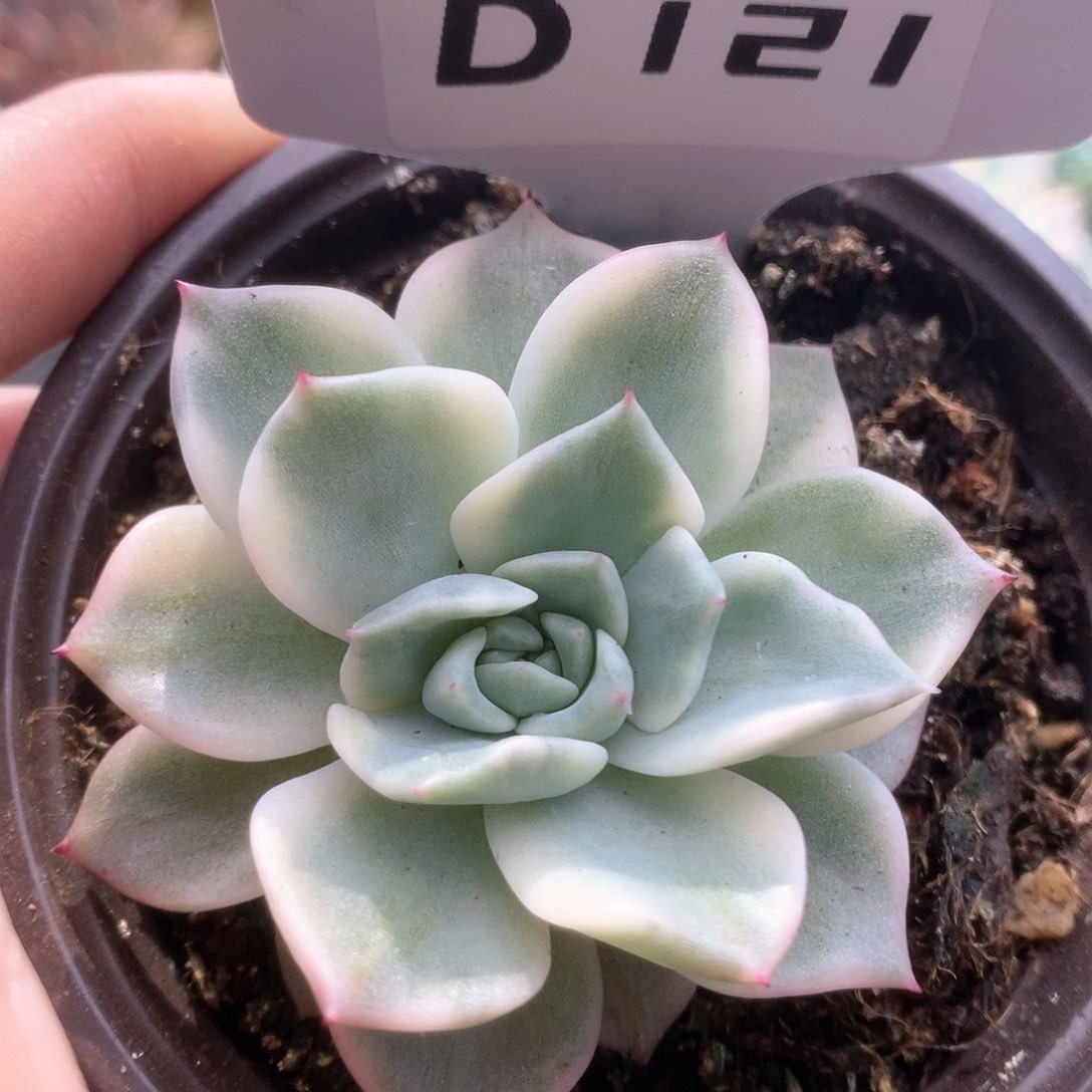 D121拉霍亚锦锦锦锦