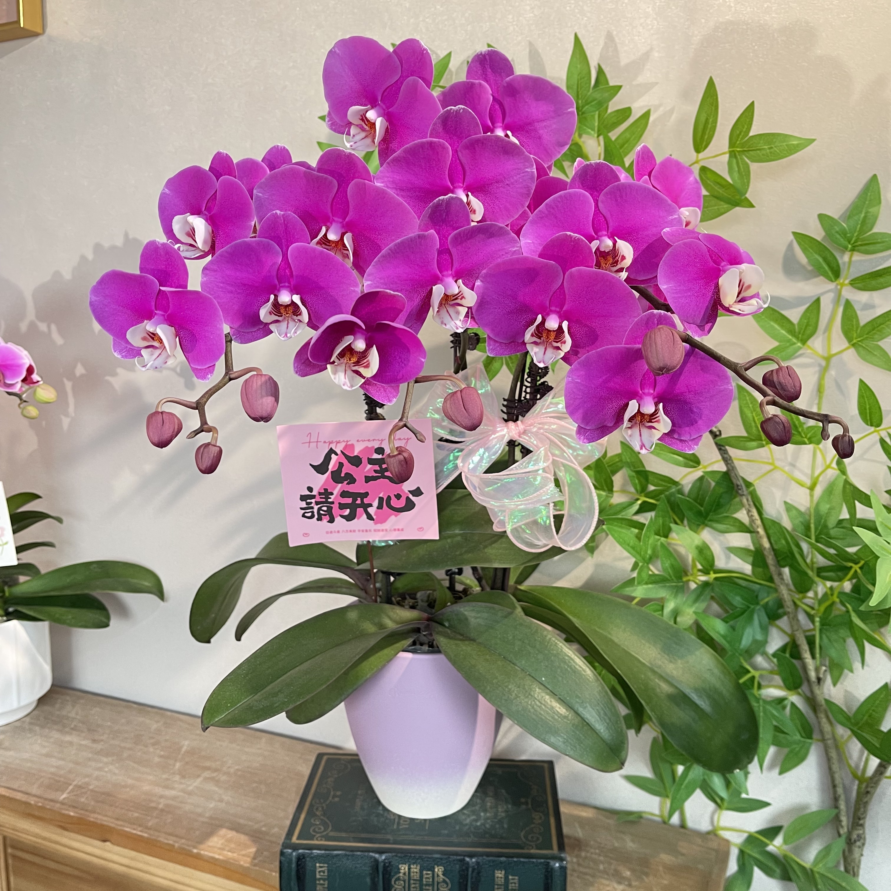 蝴蝶兰《紫霞仙子》艳紫裹白芯大花型 苗情优质叶片碧绿 基地直发