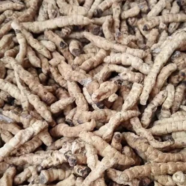 云南正宗纯天然野生地，蚕2