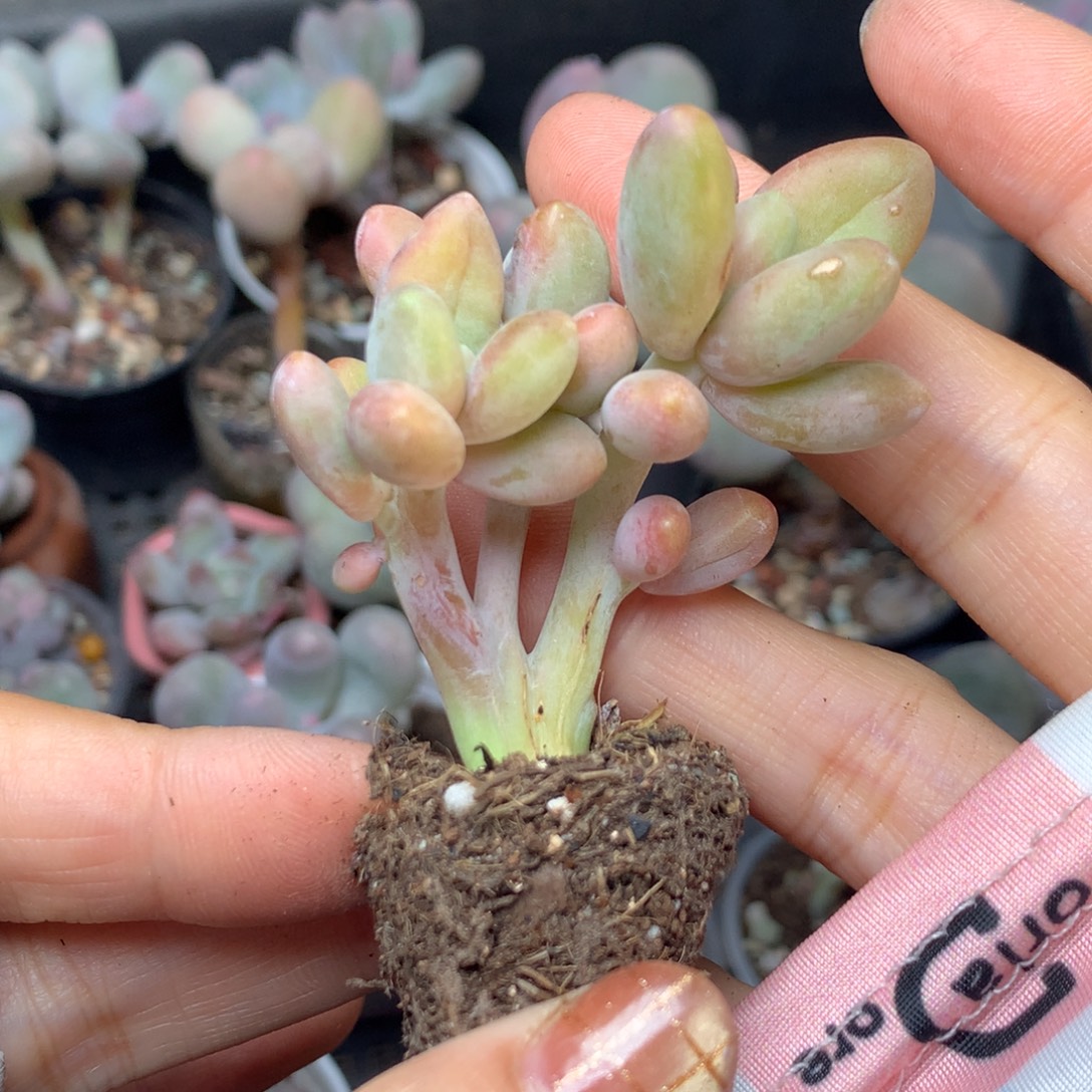 芒果奶不满28发叶片一片，到付