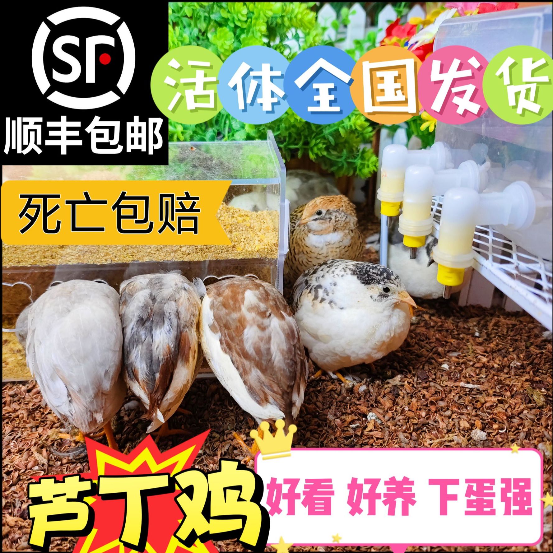 【顺丰送到家】-芦丁鸡宠物活体家养观赏下蛋小鸡整鸡