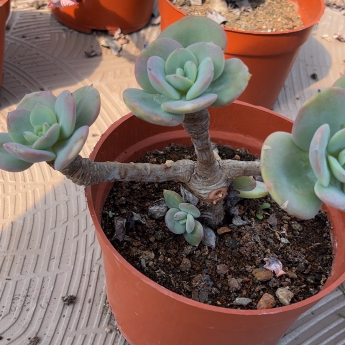 【闪购商品】无花朵G**✨