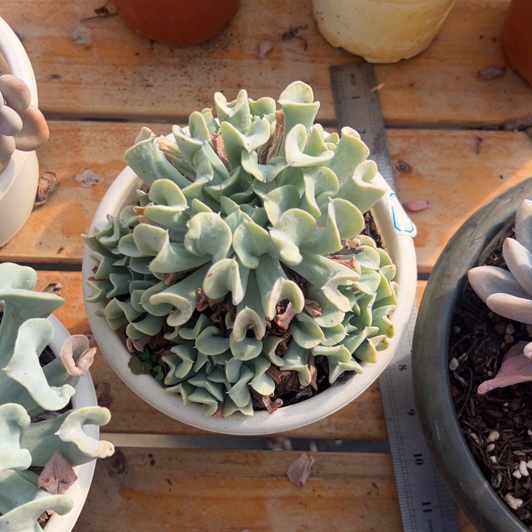 多肉特玉莲【非偏远满18包邮】