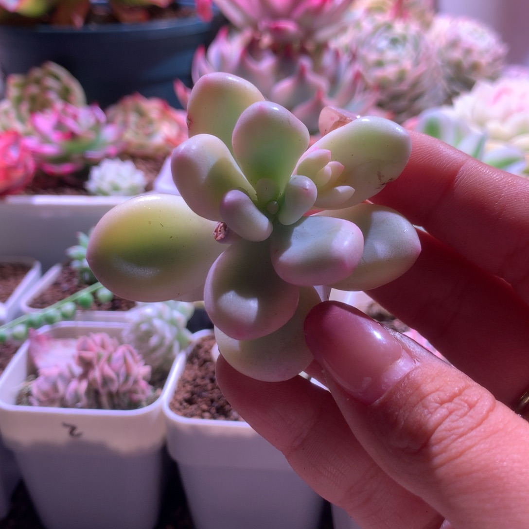 蛋黄奶酪覆轮锦砍头