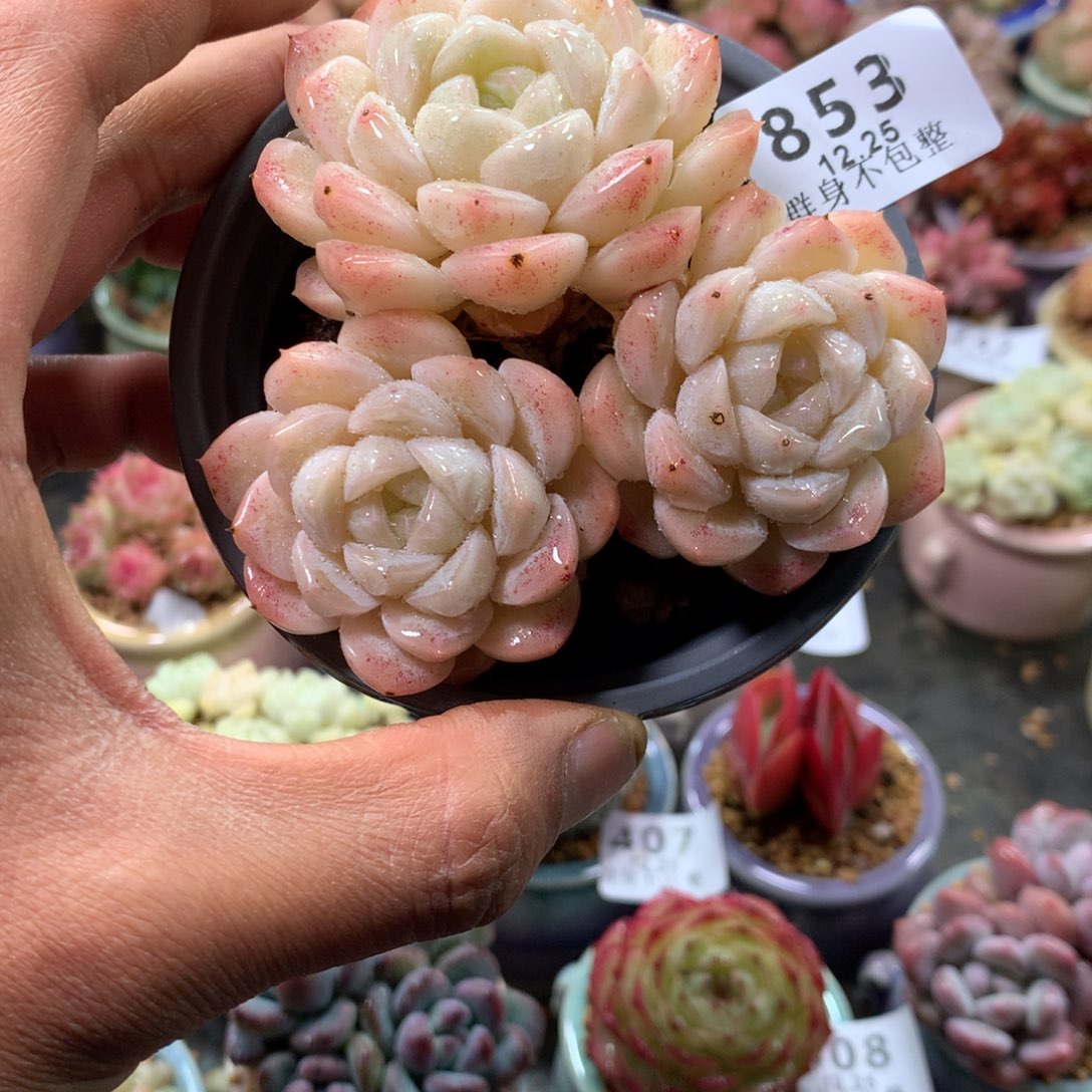 精控拇指盆12.25853带蓝色盆