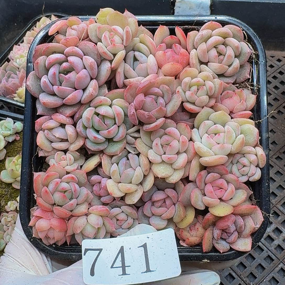 多肉植物多肉植物741