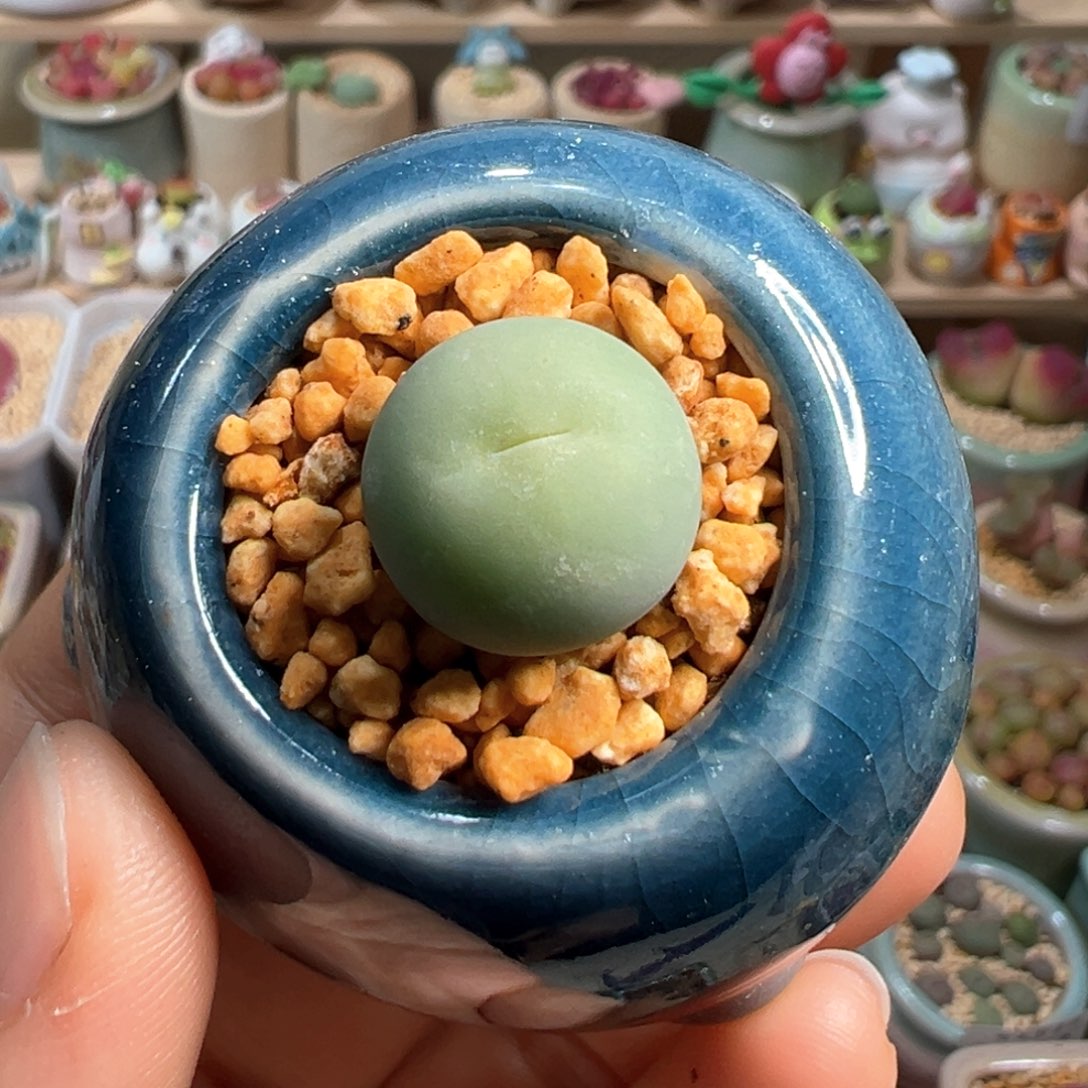 多肉植物14号鸽子蛋