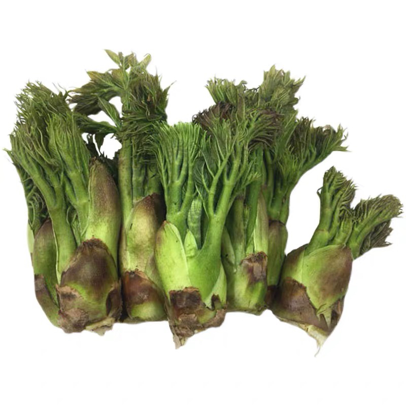 野生山野菜头茬刺嫩芽新鲜速冻东北特产山菜蘸酱菜刺老芽树头菜