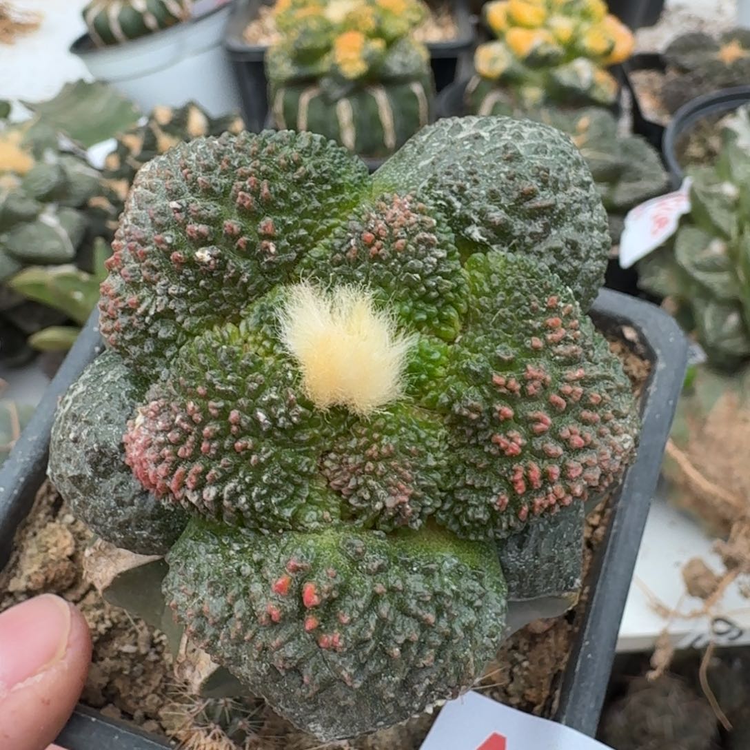 【闪购商品】细腻大尤哥斯拉红锦426