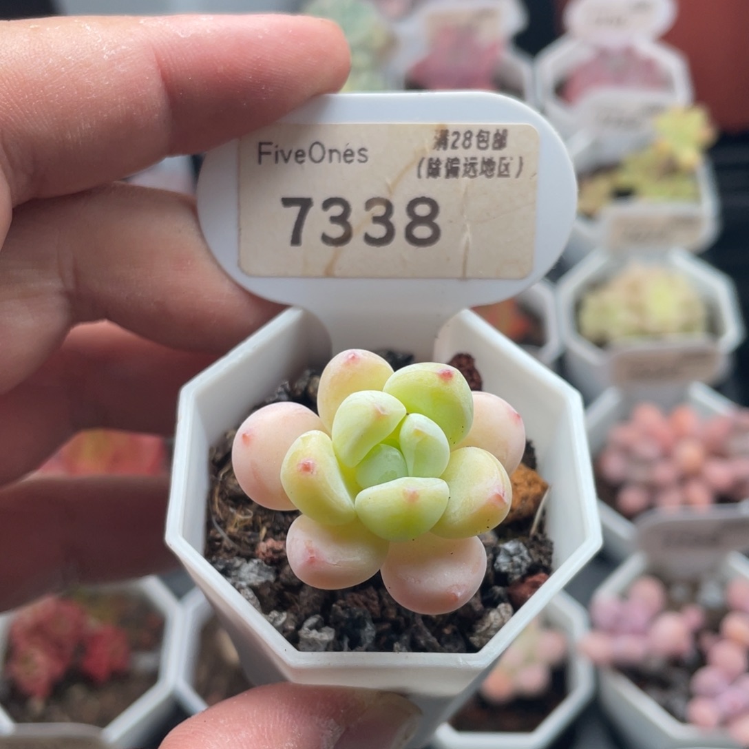 罗琦7338-3.0厘米