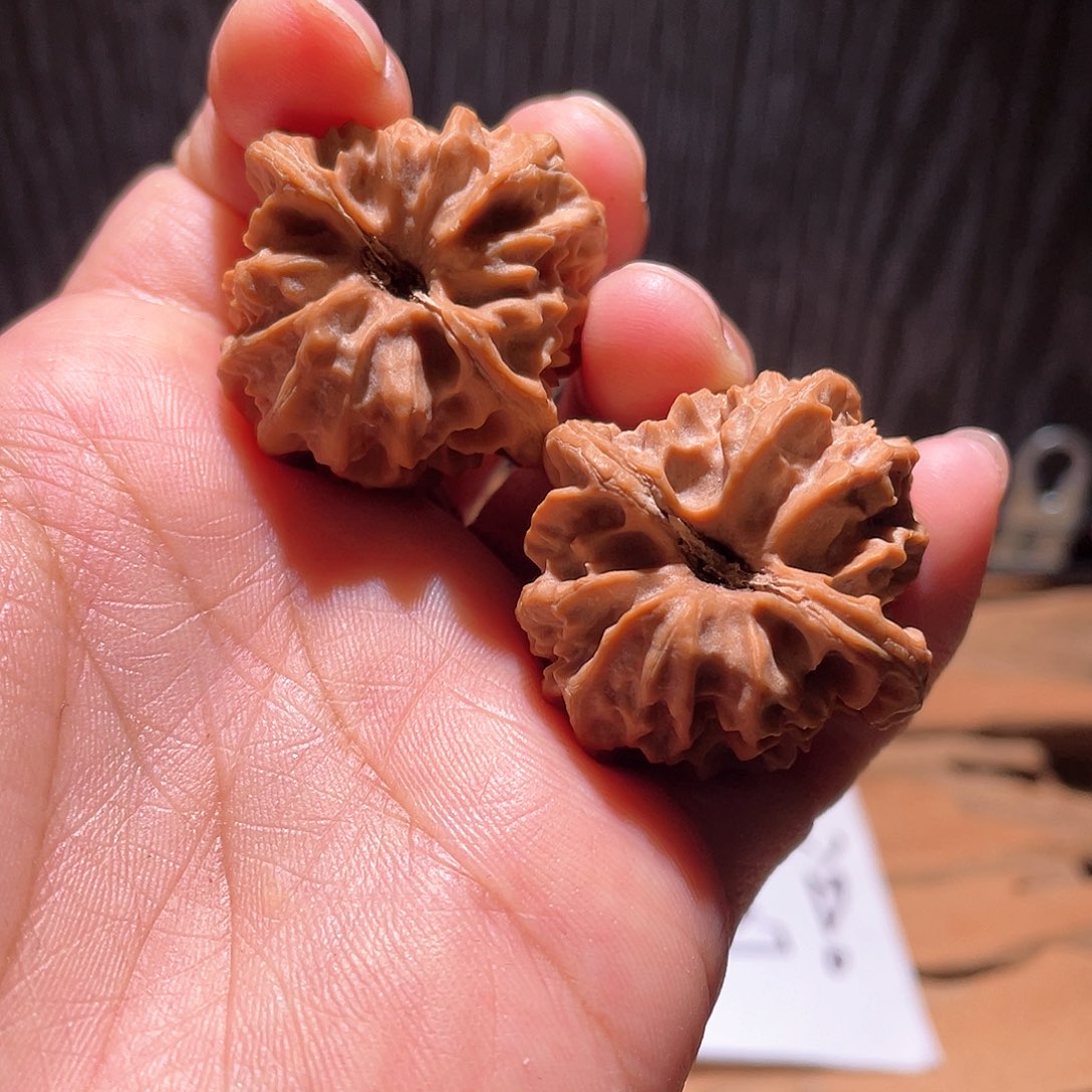 冬***九S067 33尺 大龙