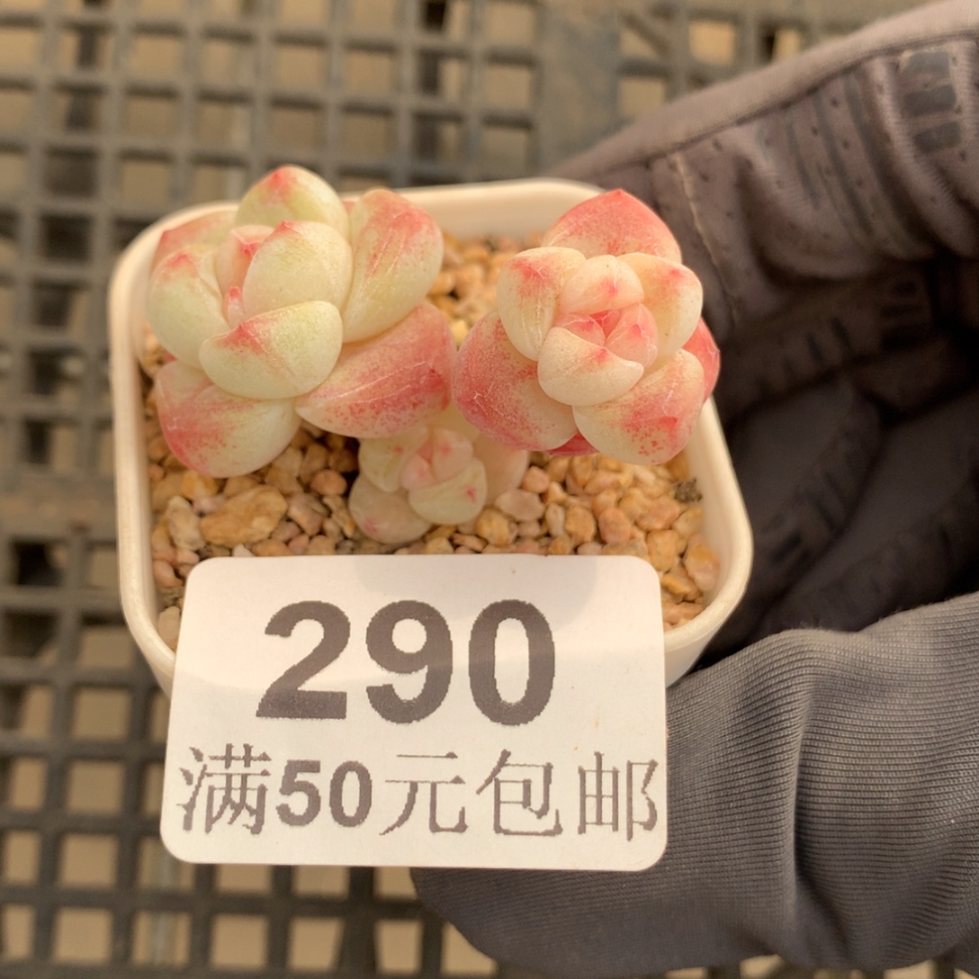 290。小腿糖心冰玉三头。3cm。