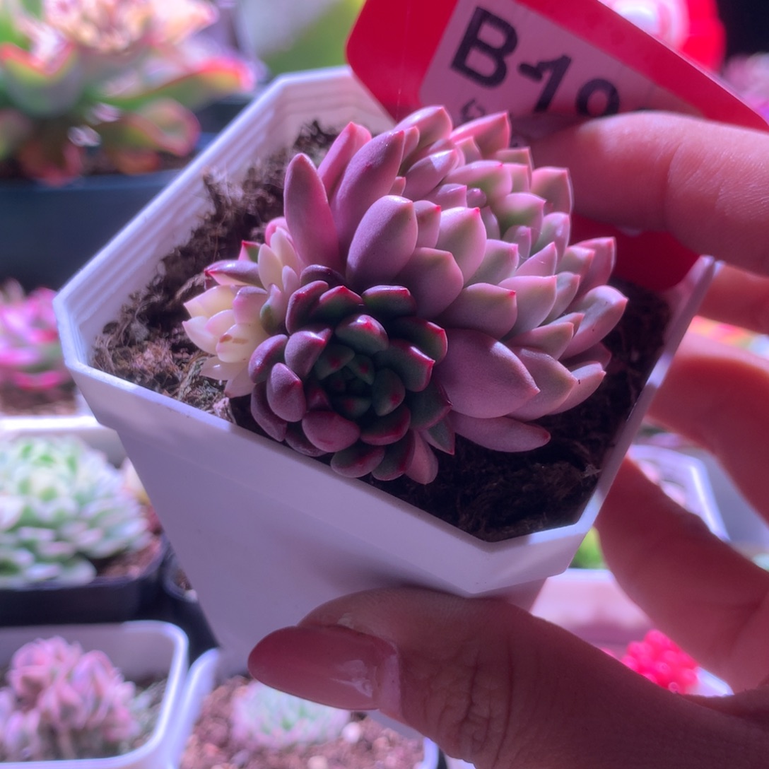 红宝石锦三色一体有根