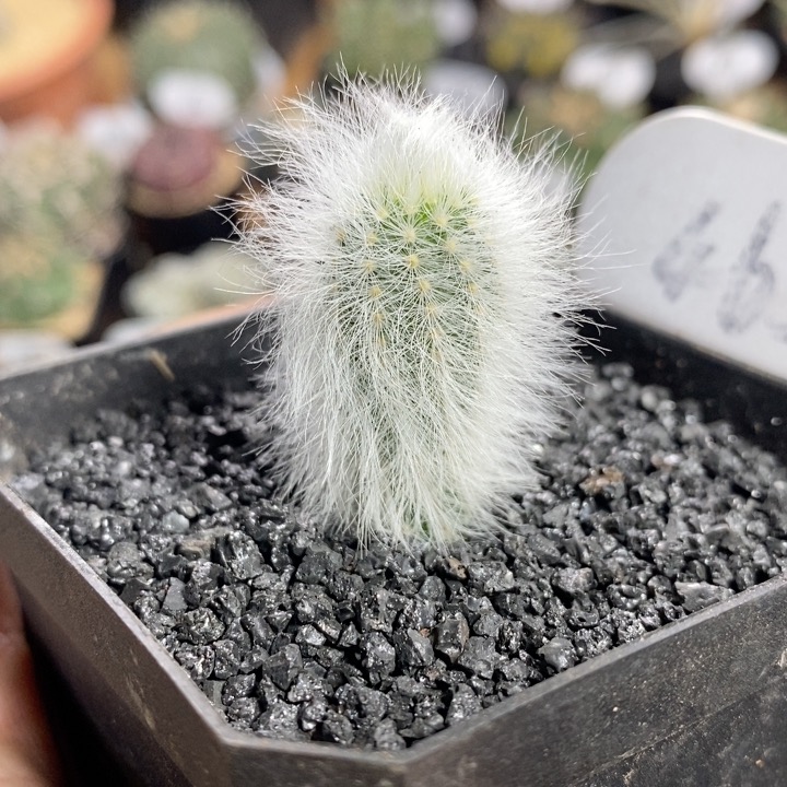 465号实生白发虾1.5cm