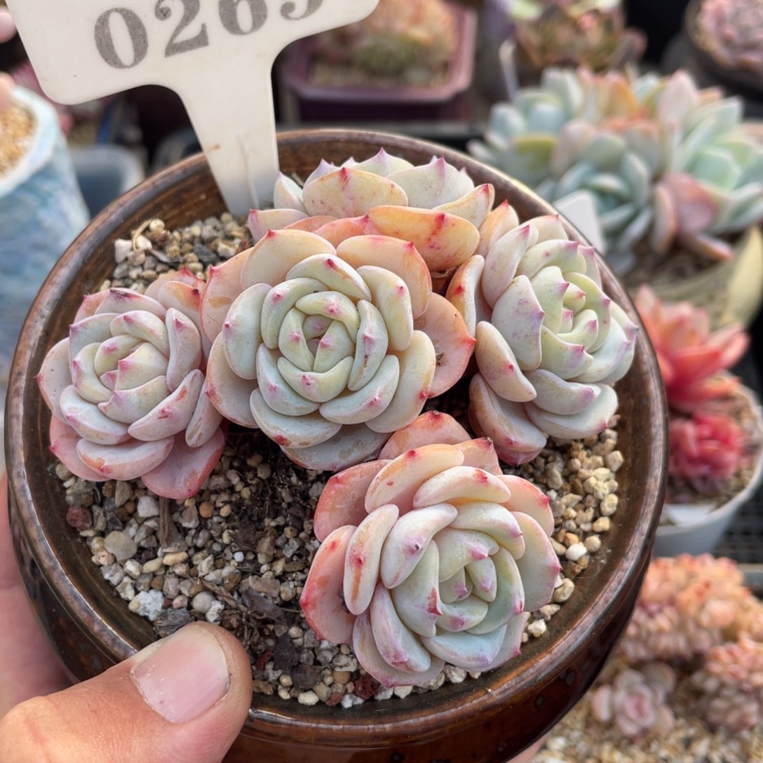 0265勃朗峰不带盆10厘米有砍