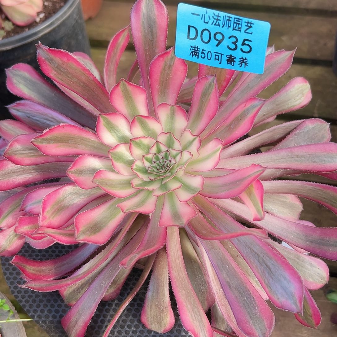 新品种935多肉植物多肉植物