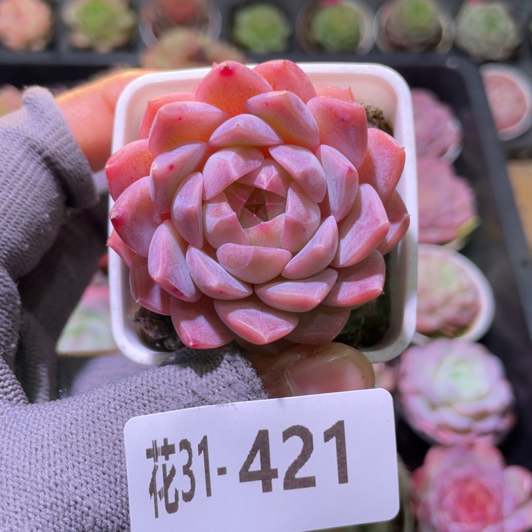 花利美31-421糖心新品