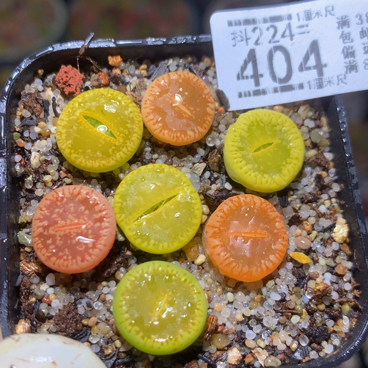 精品生石花224.404