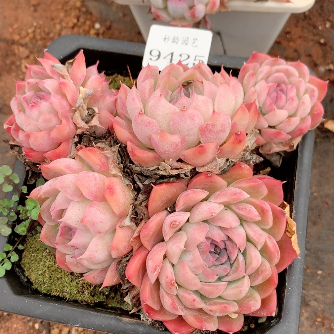 9425不包整散掉头特价处理