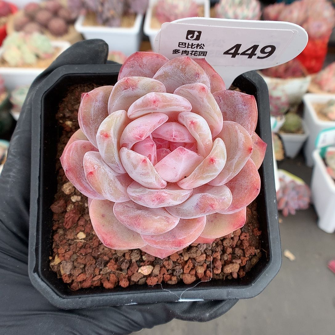 449 果冻橙多肉多肉