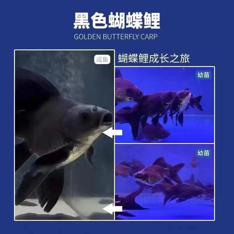 精品16-18墨蝶纯种蝴蝶鲤观赏鱼大鳍大尾冷水好养耐活