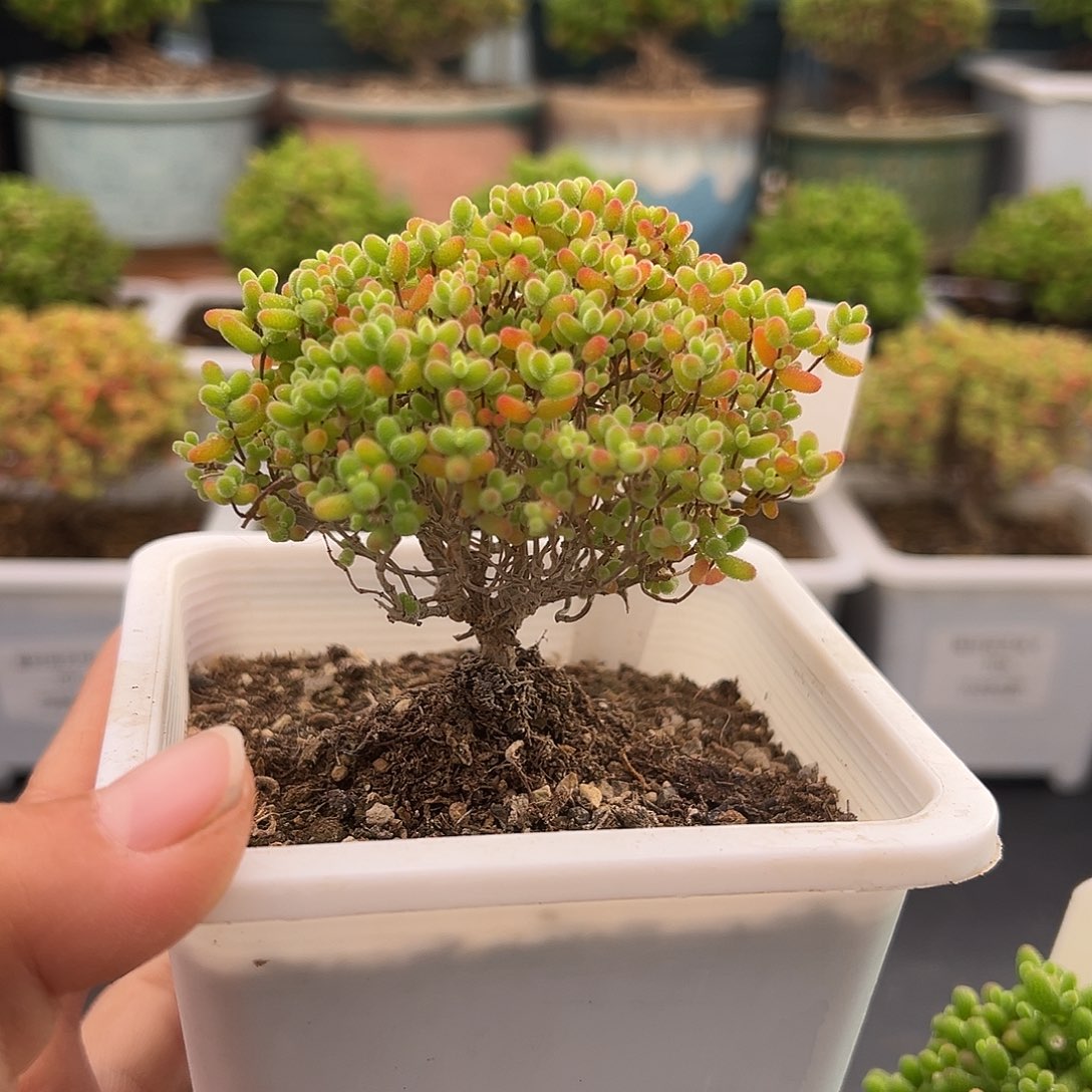 703号密橘糖球12.20多肉