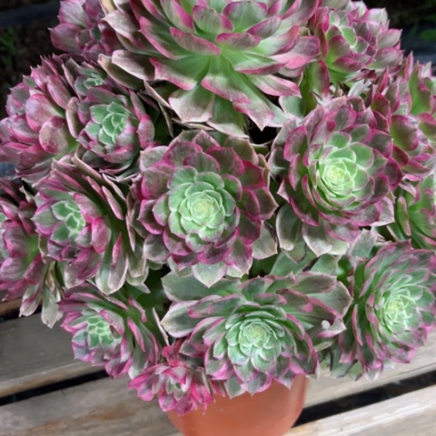 多肉植物万彩灯锦