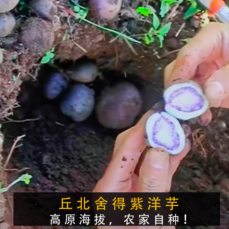 （丘北正宗舍得紫洋芋）高原农家自种云南特产紫土豆凉拌烧烤必吃