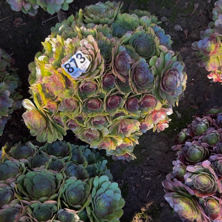 拉丝花27-42包邮花花