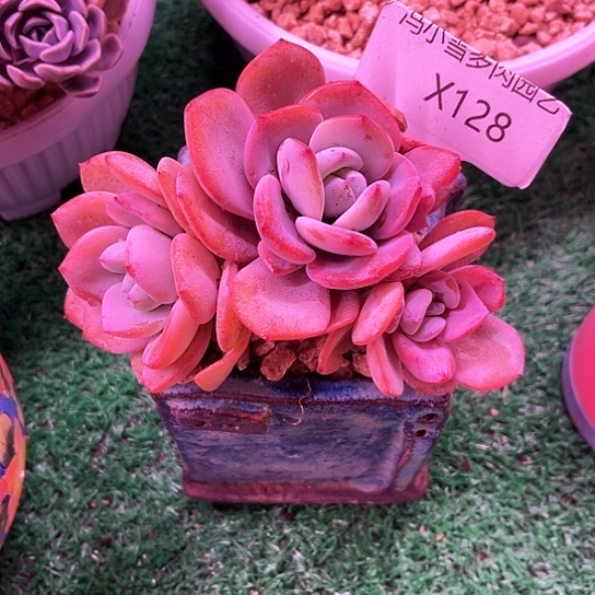 我是第一百个为妖刀应援的阴阳桃花