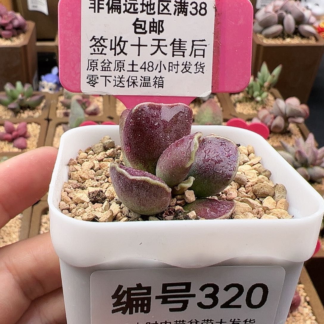 320紫肌库珀多肉植物