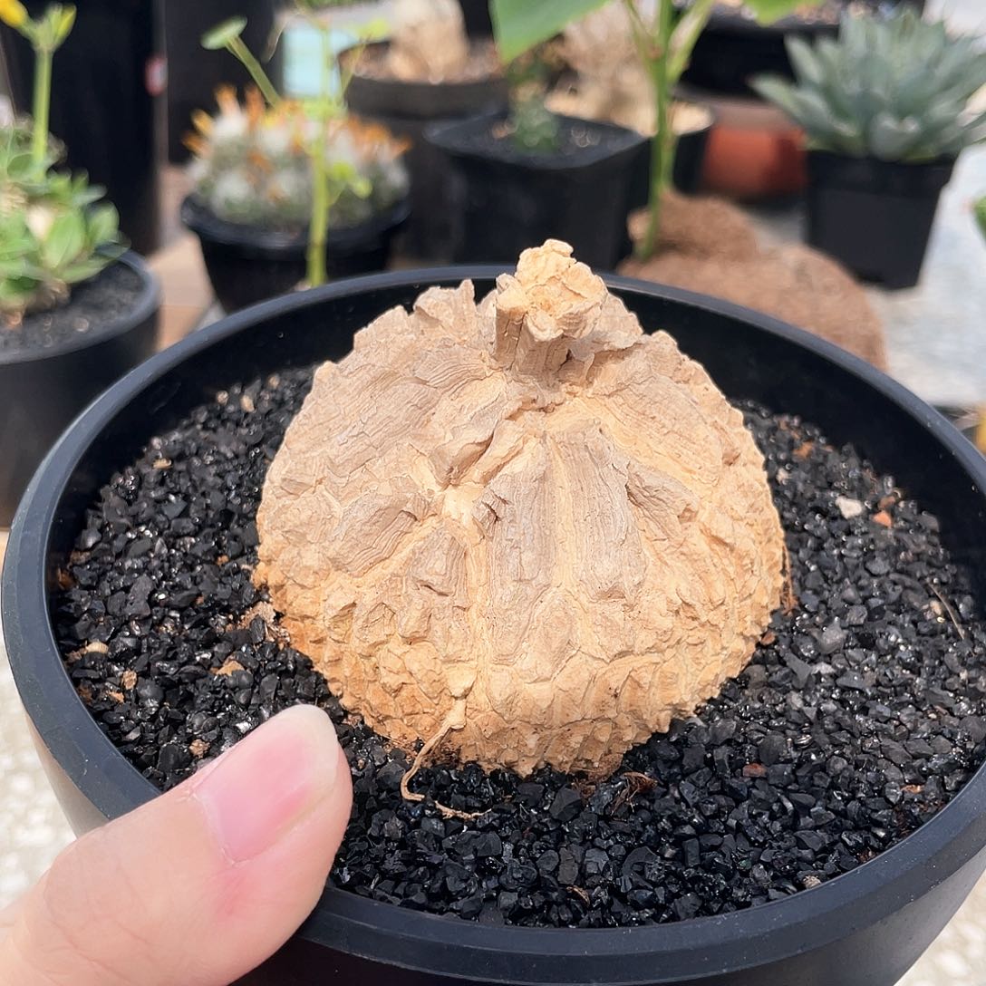 捡漏 龟嘉罗摩666666666666