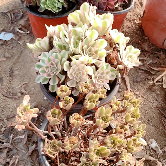 2棵玫瑰玫瑰玫瑰玫瑰