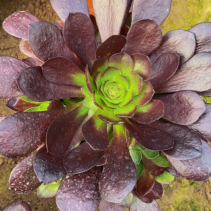 赤炎莲法师手捧花