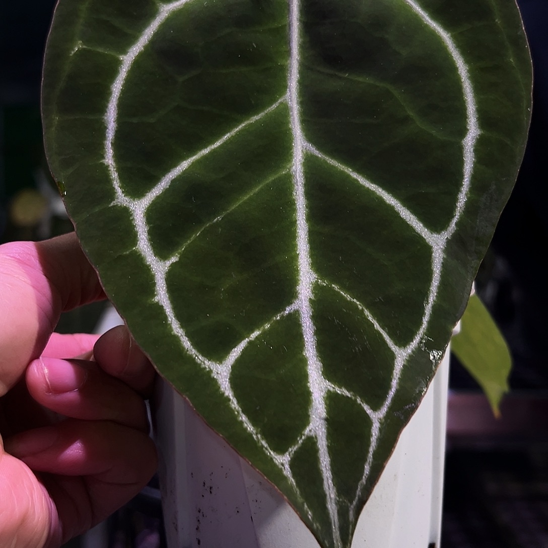 完全开放南美*水晶