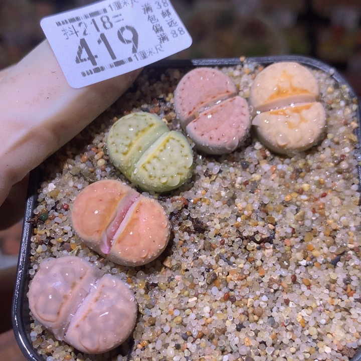 精品生石花218.419