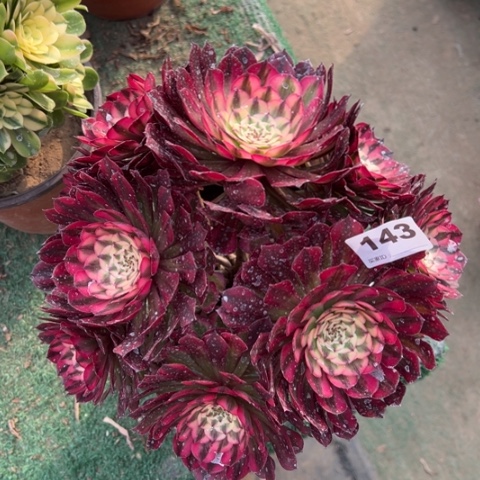 143铜壶锦朵朵多肉，