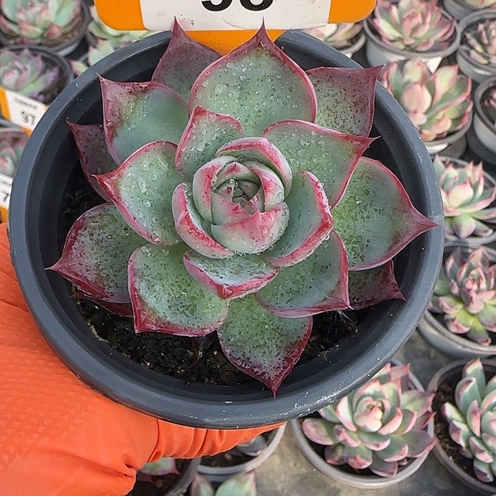 98 惊鸿仙子多肉植物6-9