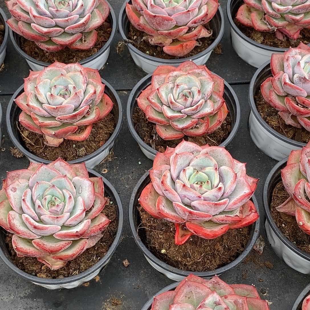 金汇园艺，三文鱼