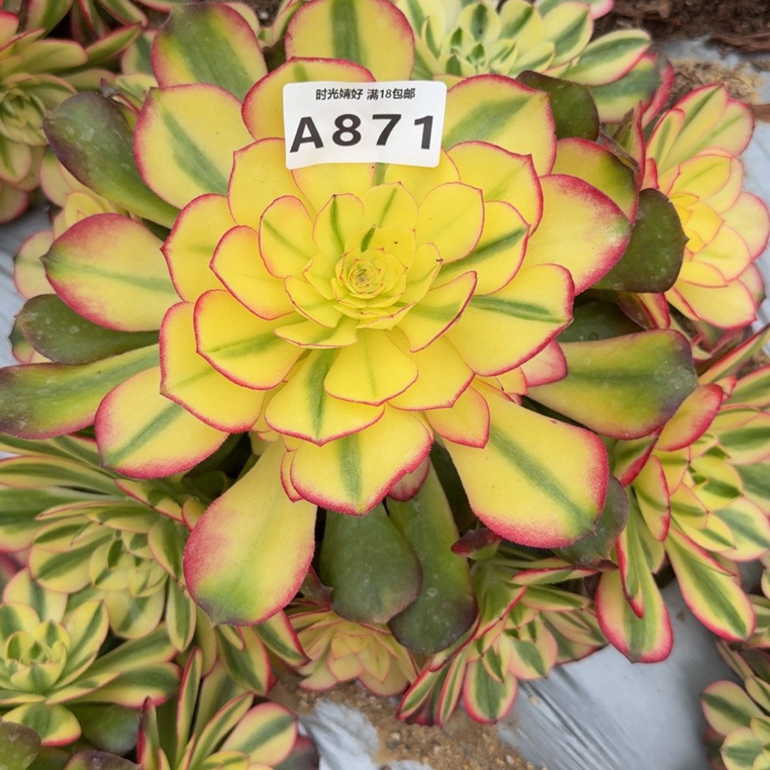 意***意871荔枝。多肉植物